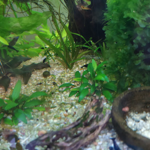 Crevettes Néocaridinas variées issues de plusieurs souches