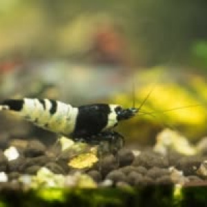 Crevettes Caridinas  Taiwan Bee mixtes