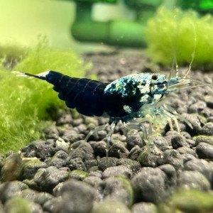 Crevettes Crazy Blue