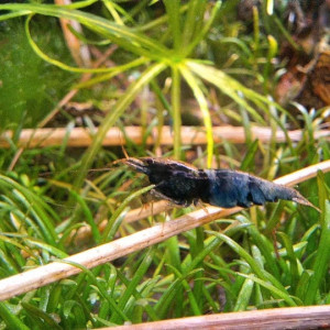 Crevettes  Caridinas Crazy Blue