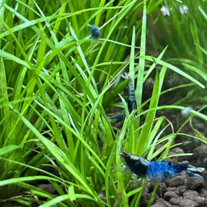 Crevettes  Caridinas Crazy Blue