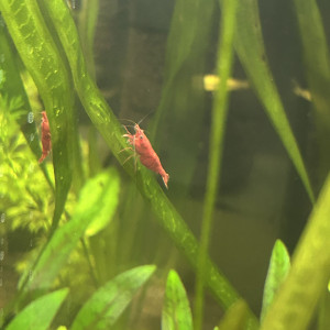 Red Cherry – Neocaridina
