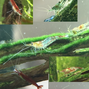 Crevettes Neocaridina déclassées