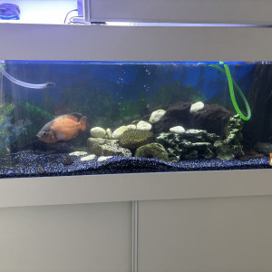Chiclides oscar et pleco