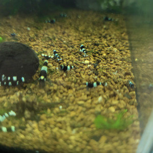Caridina panda