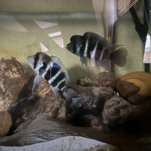 Couple Frontosa Burundi
