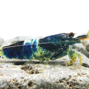 Neocaridina Crazy Blue