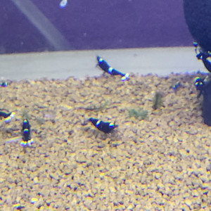 Caridina kingkong