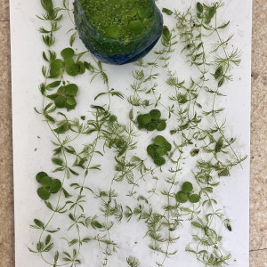 Lot plante verte low- tech