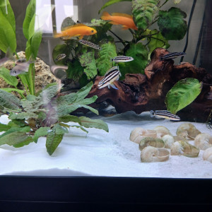 Julidochromis Ornatus