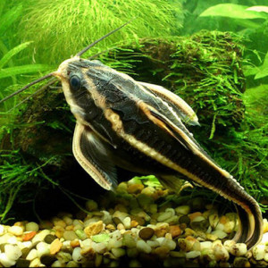 platydoras costatus