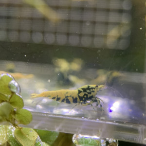 Caridina Boas issus boas orange / blue / gold