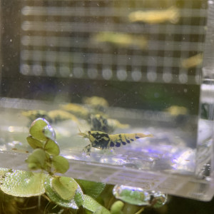 Caridina Boas issus boas orange / blue / gold