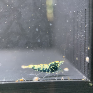 Caridina Galaxy issus snowflake orange / blue / white