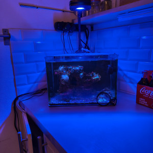Aquarium nano récifal 35L dennerle complet