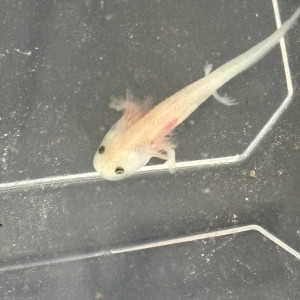 Axolotl