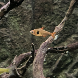 tetra fantôme rouge