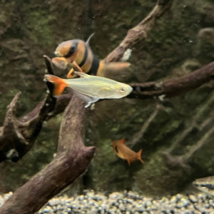 tetra queue rouge