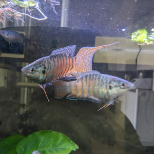 Poissons paradis macropodus opercularis