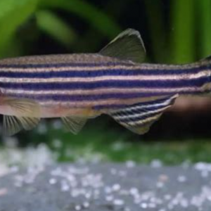 Don de 3 danio rerio