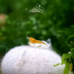 Déclassés Caridina Steel Blue OE