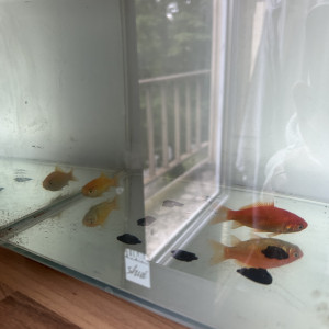 Poissons rouges