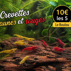 Crevettes néo caridina jaune ou rouge