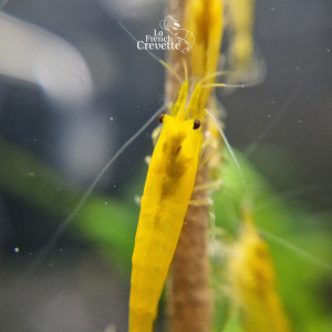 Neocaridina Var. Yellow