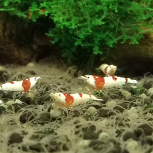 Crevettes red crystals