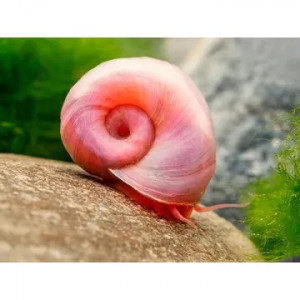 Planorbe/escargot rose
