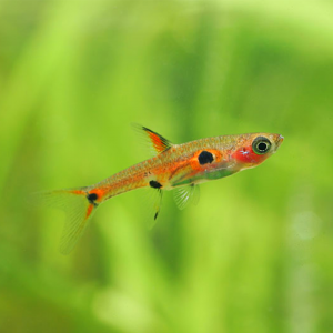 Boraras maculatus