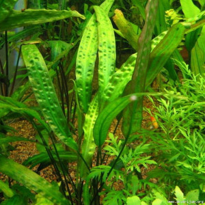 Cryptocoryne aponogetifolia