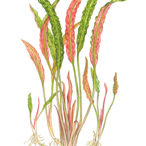 Cryptocoryne aponogetifolia