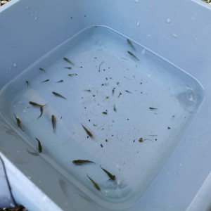 Petit poisson anti moustique pour bassin