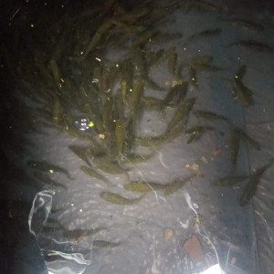 Petit poisson anti moustique pour bassin