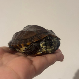 Don  2 tortues d'eau Mauremys reevesii