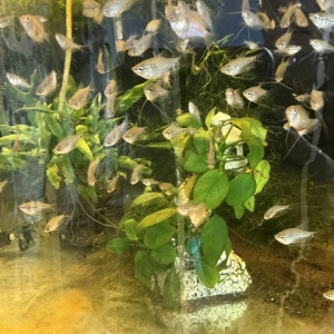 GOURAMI PERLE
