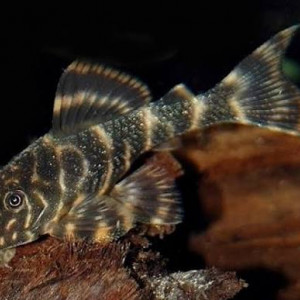 Panaque maccus