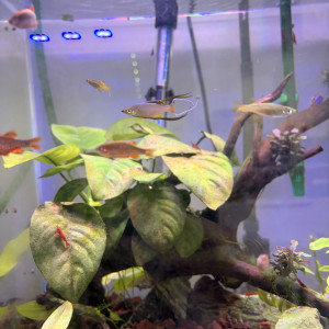 Danio margaritatus/microrasbora galaxy + Iriatherina werneri /poisson arc en ciel