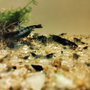 crevettes carbon rili neocaridina