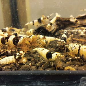 crevettes crystal black caridina