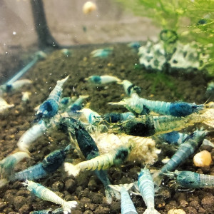crevettes blue steel caridina