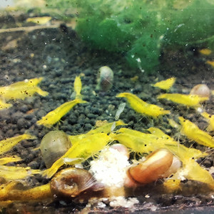crevettes yellow king kong YKK caridina