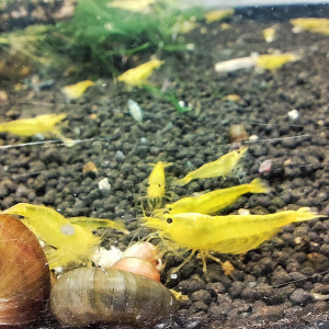 crevettes yellow king kong YKK caridina