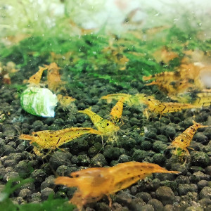 crevettes tiger tangerine Caridina