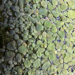 plante flottante