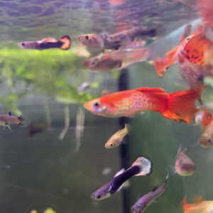 Guppys