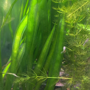 Plantes d'aquarium d'eau douce