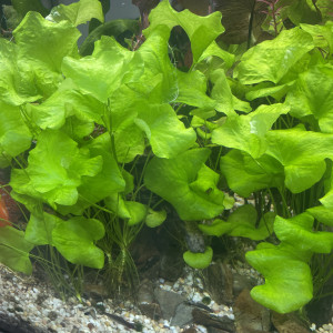 Plantes : Nymphoides de Tawain
