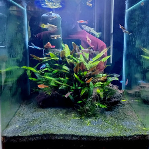 Guppys endler